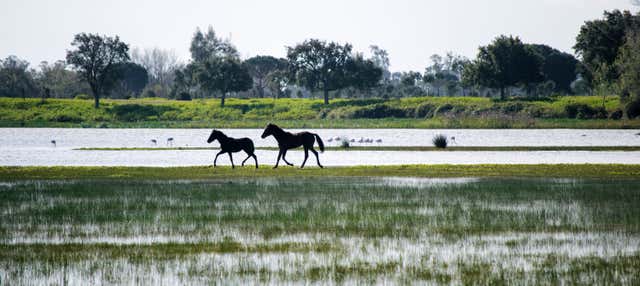Visita guiada por el Parque Nacional de Doñana en Almonte
