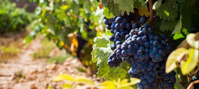Visita por las bodegas Urbina en Cuzcurrita Rio Tiron