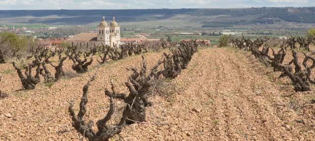 Visita privada a las bodegas Museum en Valladolid